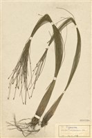 Scirpus morrisonensis Collection Image, Figure 1, Total 3 Figures